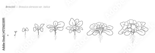 Broccoli growth stages botanical vector set. Botanical monochrome black and white hand drawn vector Illustration