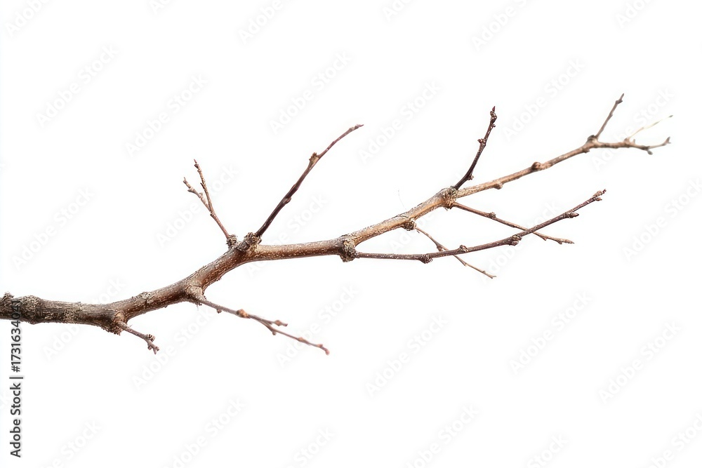 Fototapeta premium Branch background isolated white.