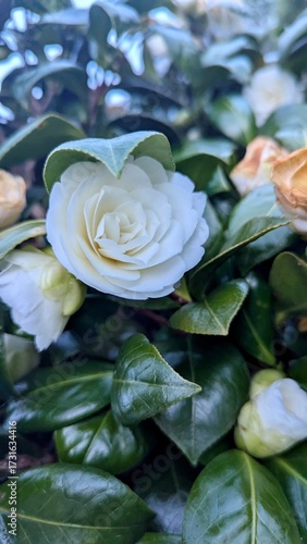 Fleur bblanche