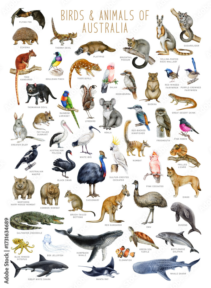 Obraz premium Australia bird and animal hand drawn illustration set. Australian native mammals, avians, reptiles with names big watercolor painted collection on white background