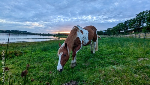 Cheval au bord du lac au coucher du soleil