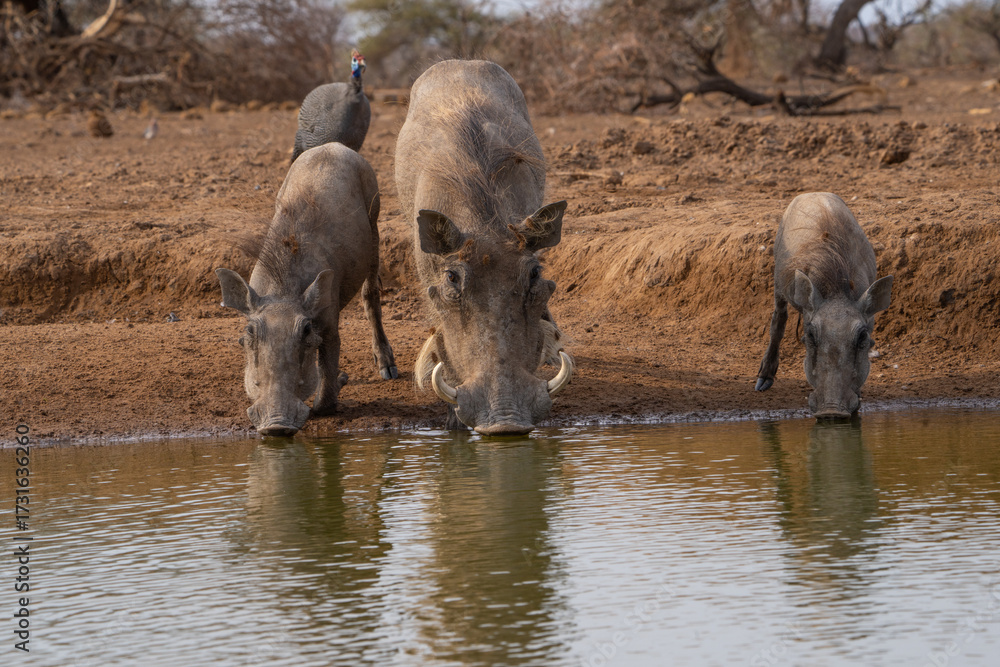 Φωτογραφία Female warthog and her two piglets having a drink at a waterhole while a helmeted guinea fowl is standing in the back, Botswana