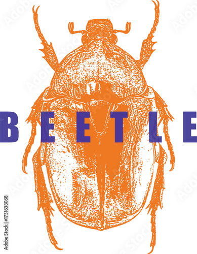 Chafer Beetle Illustration, Scarabaeid Type. Orange and Blue High Contrast Engraving Style. Vintage Insect Graphic for T-Shirt Design. Entomology. Isolated.