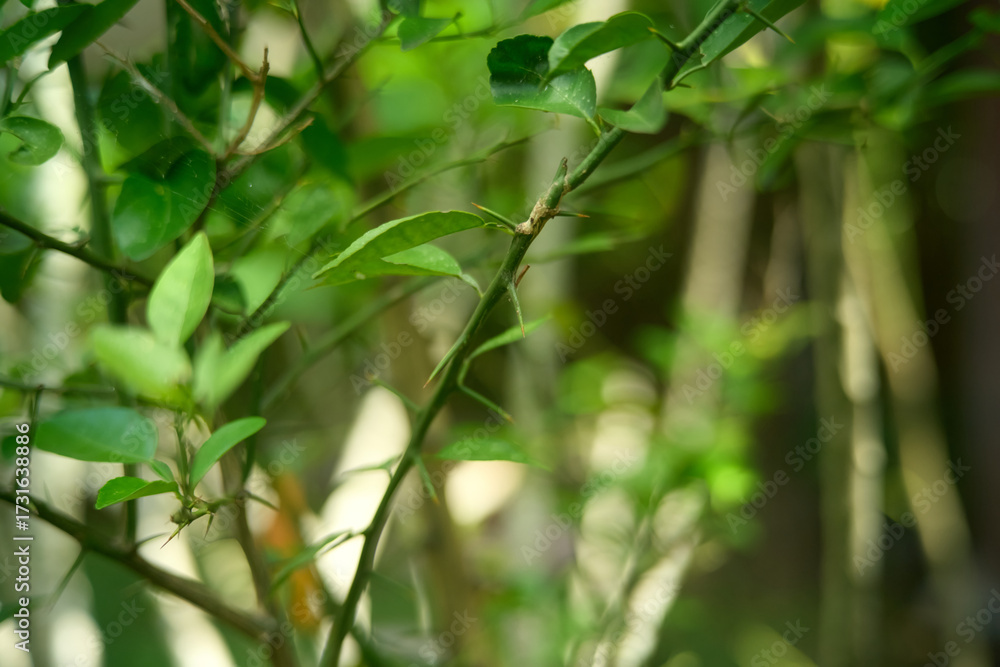 Obraz premium Abstract Green Bokeh Background with Defocused Plants