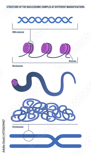Nucleosome Complex Structure: Labeled DNA Molecule Histones Chromosome Vector Diagram for Biology Textbooks Science Education Genetics Medical Illustrations Anatomy Infographics Classroom TeachinPrint