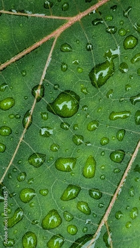 Macro shot of raindrops on green leaf surface