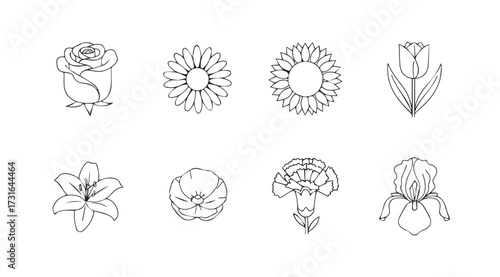 Collection of eight delicate line art floral illustrations silhouette