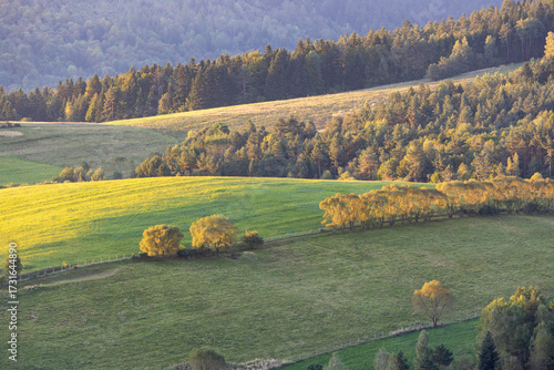 The green hills of the Low Beskids covered with solitary trees and forest at sunrise.
