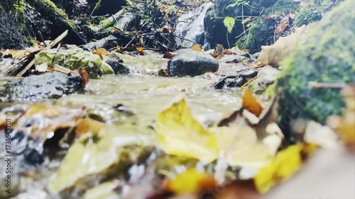 Stream in the forest - fresh water
