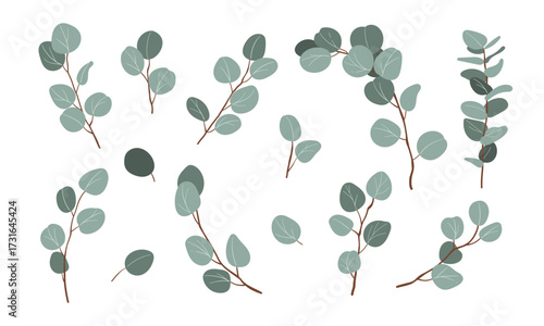 Eucalyptus, floral illustration. Green leaf branch, Silver dollar greenery, natural leaves tropical elements for wedding invitation, stationary, greetings, wallpapers, fashion, background .