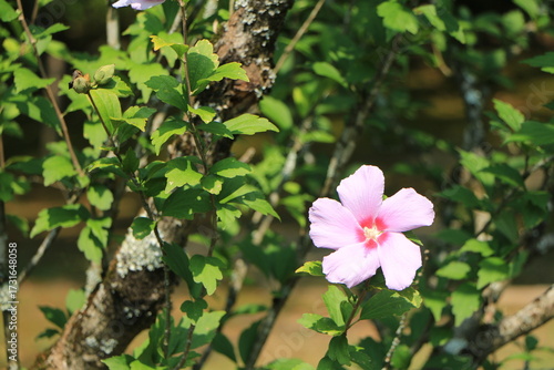木々の緑の中に咲くムクゲの花