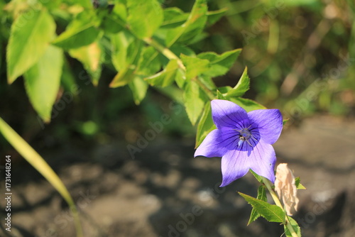 花壇に咲く桔梗の花