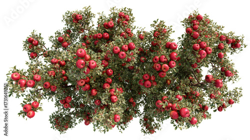 top view of apple tree with bright red apples isolated on a Transparent background, PNG file.
