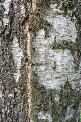 Birch tree bark natural texture background  