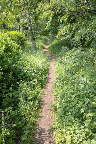 Footpath among wild grass in summer forest park