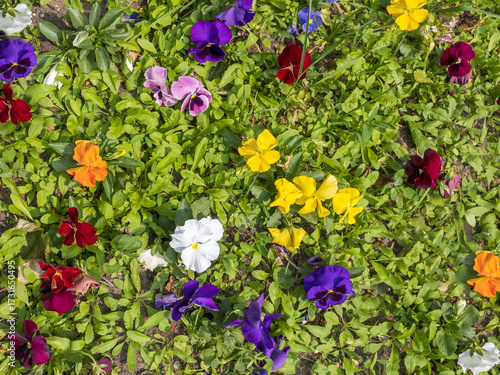 Bright multi colored flowers among green leaves on flowerbed, top view
