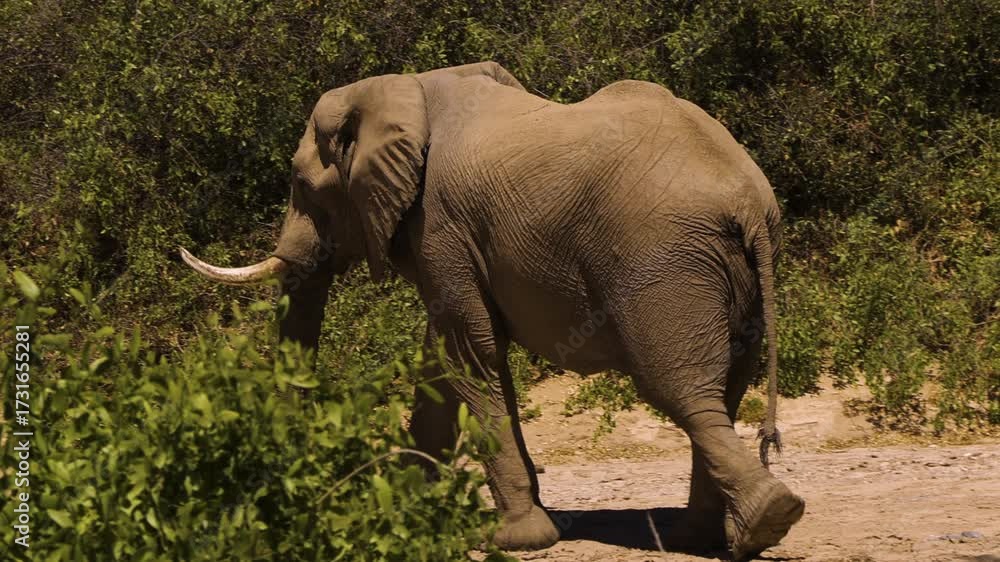 An old desert elephant bull walks through evergreen bushes in Namibia's ...