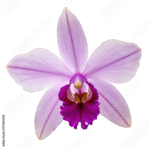 Delicate pastel lavender orchid flower with soft petals and vibrant purple center displaying intricate details and natural