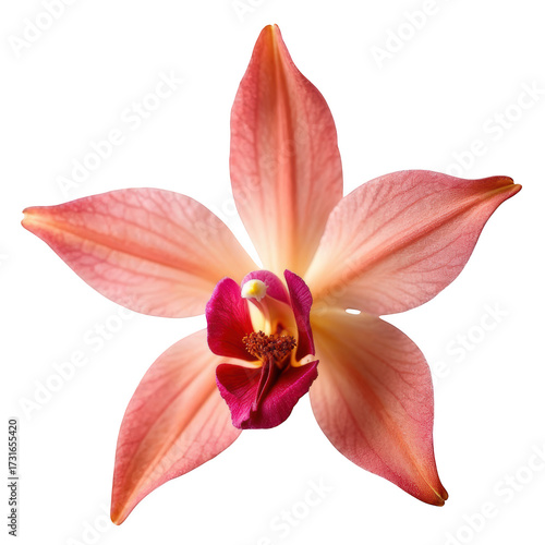 Soft coral cymbidium orchid flower with delicate petals and vibrant center, showcasing natural beauty and intricate details