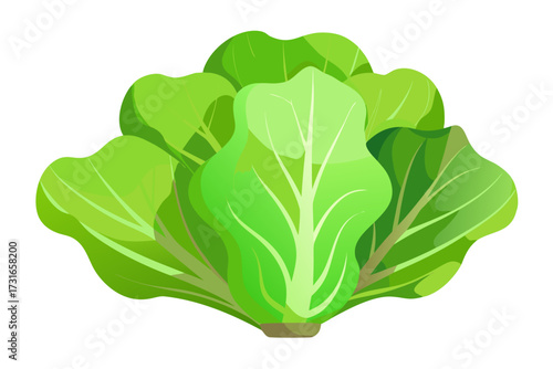 green lettuce leaf isolated on white background