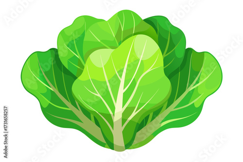  green lettuce