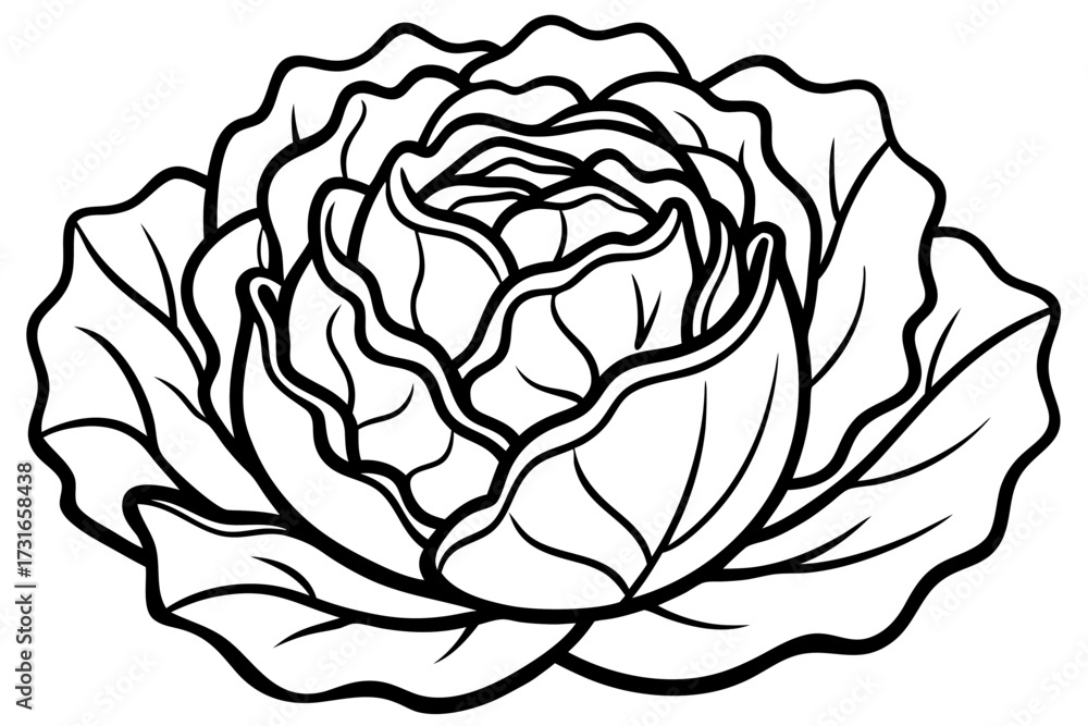 Obraz premium vector illustration of a cabbage