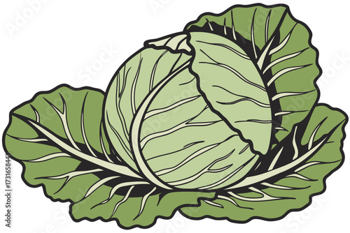 cabbage isolated on white background