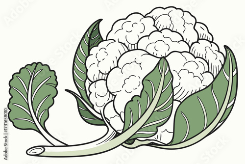 vector illustration of a cauliflower 