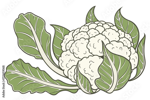 vector illustration of a cauliflower