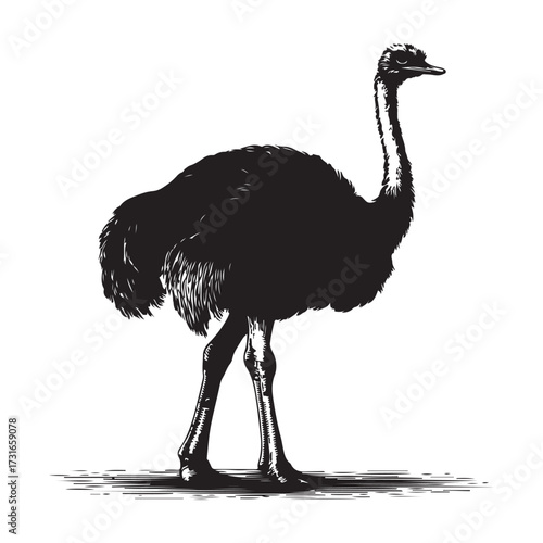 Silhouette of an ostrich standing on a white background, showcasing its long neck and feathered body on transparent background 