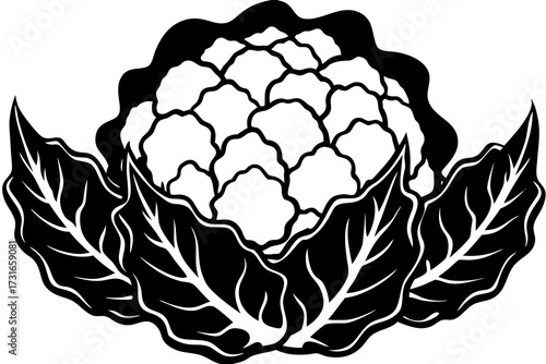 vector illustration of a cauliflower