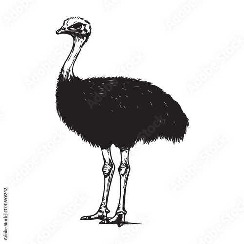 Silhouette of an ostrich standing on a white background, showcasing its long neck and feathered body on transparent background 