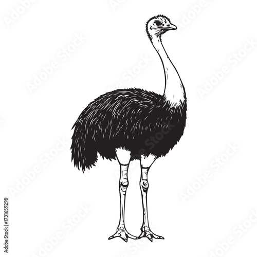 Silhouette of an ostrich standing on a white background, showcasing its long neck and feathered body on transparent background 
