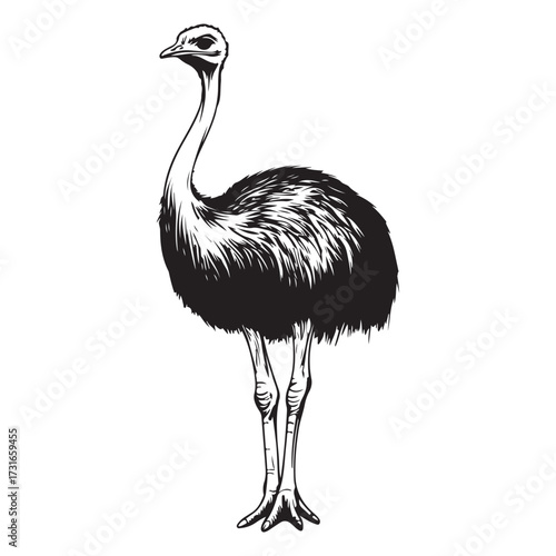 Silhouette of an ostrich standing on a white background, showcasing its long neck and feathered body on transparent background 