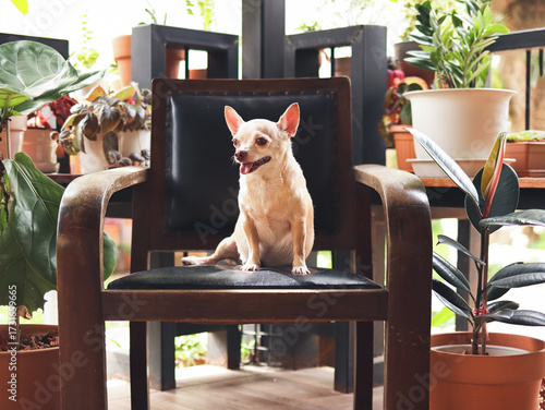 brown short hair Chihuahua dog sitting on black vintage armchair with house plant pots background.