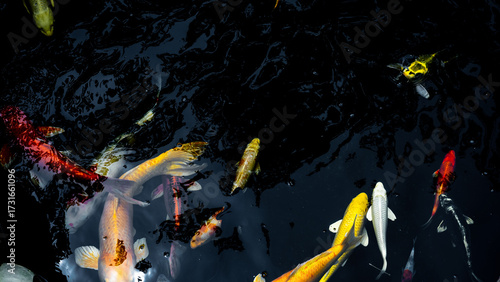 Colorful koi fish swimming gracefully in a dark pond, showcasing their vibrant orange, white, yellow, and red patterns. 