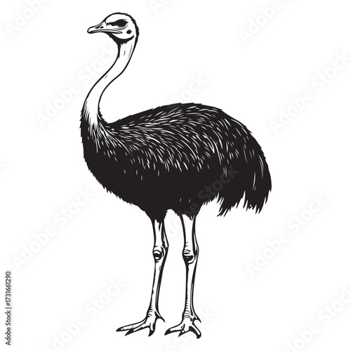 Silhouette of an ostrich standing on a white background, showcasing its long neck and feathered body on transparent background 