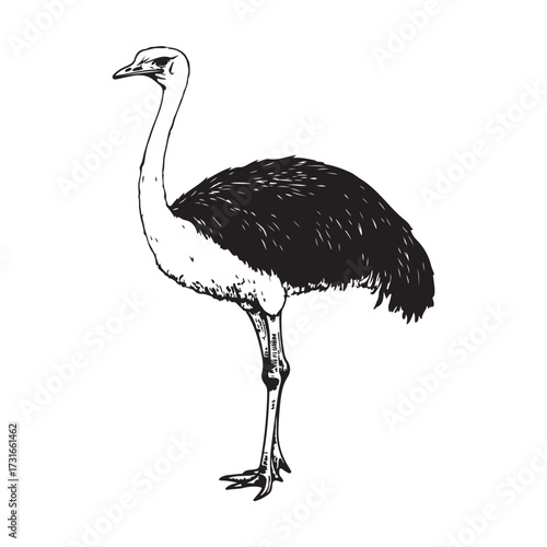 Silhouette of an ostrich standing on a white background, showcasing its long neck and feathered body on transparent background 