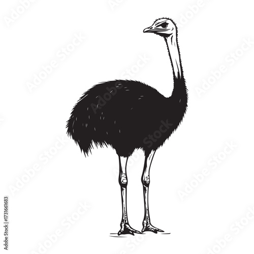 Silhouette of an ostrich standing on a white background, showcasing its long neck and feathered body on transparent background 