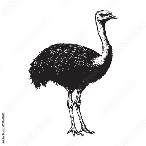 Silhouette of an ostrich standing on a white background, showcasing its long neck and feathered body on transparent background 