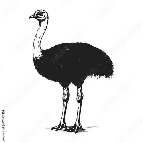 Silhouette of an ostrich standing on a white background, showcasing its long neck and feathered body on transparent background 