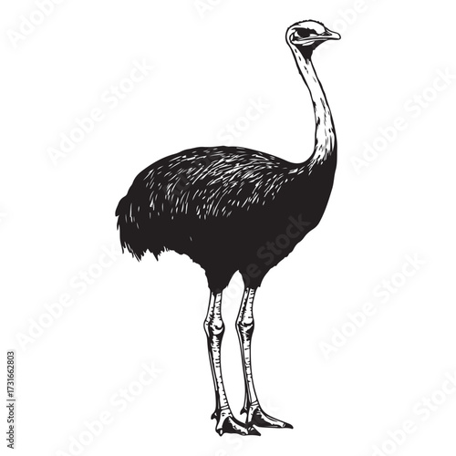 Silhouette of an ostrich standing on a white background, showcasing its long neck and feathered body on transparent background 