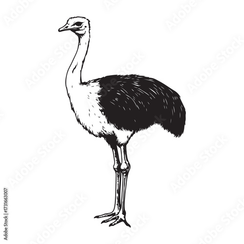 Silhouette of an ostrich standing on a white background, showcasing its long neck and feathered body on transparent background 