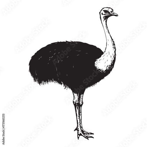 Silhouette of an ostrich standing on a white background, showcasing its long neck and feathered body on transparent background 