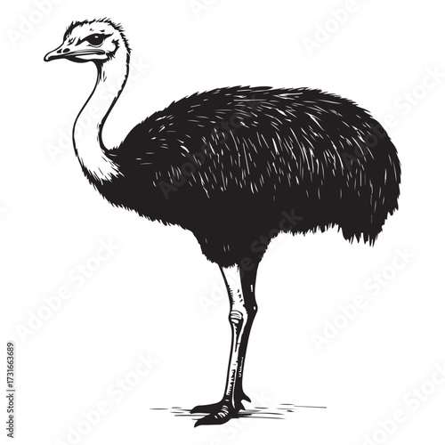 Silhouette of an ostrich standing on a white background, showcasing its long neck and feathered body on transparent background 