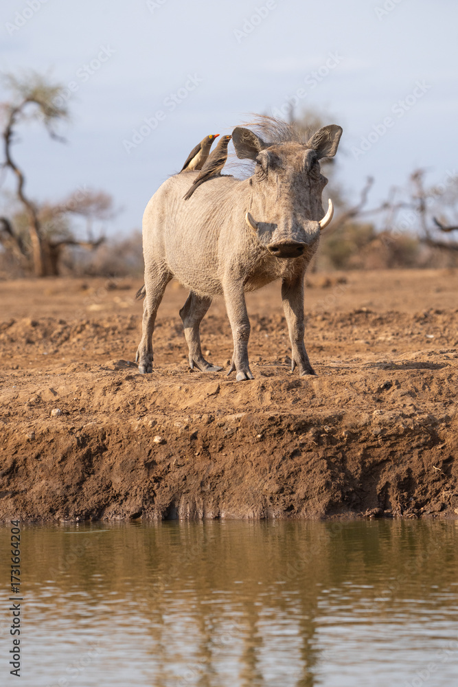 Fototapeta premium African warthog standing in front of a waterhole with red-billed oxpeckers sitting on its back, Botswana. 