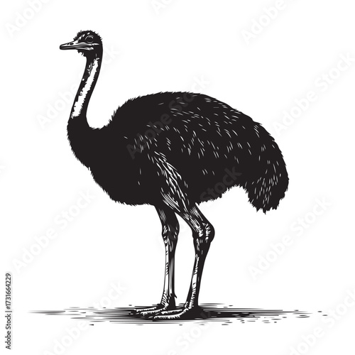 Silhouette of an ostrich standing on a white background, showcasing its long neck and feathered body on transparent background 