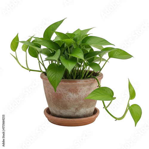 Healthy green pothos plant in terracotta pot isolated on transparent background