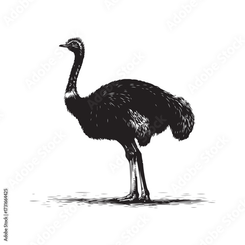 Silhouette of an ostrich standing on a white background, showcasing its long neck and feathered body on transparent background 