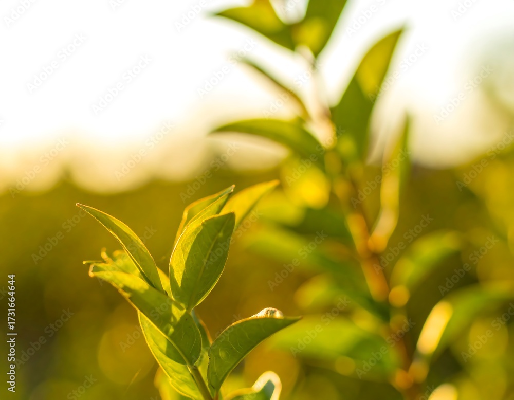 Obraz premium Close-up of vibrant green leaves bathed in sunlight